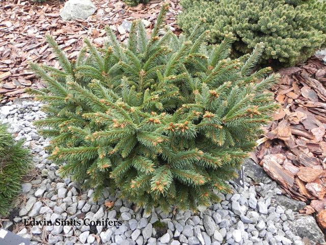 Picea abies 'Hideout'